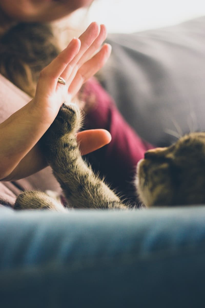 Pet Nutrition & Weight