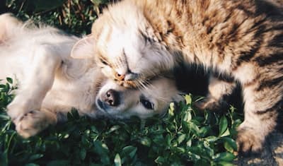 Happy pets