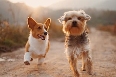 Dogs playing