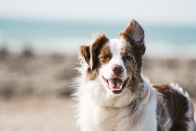 Happy pet