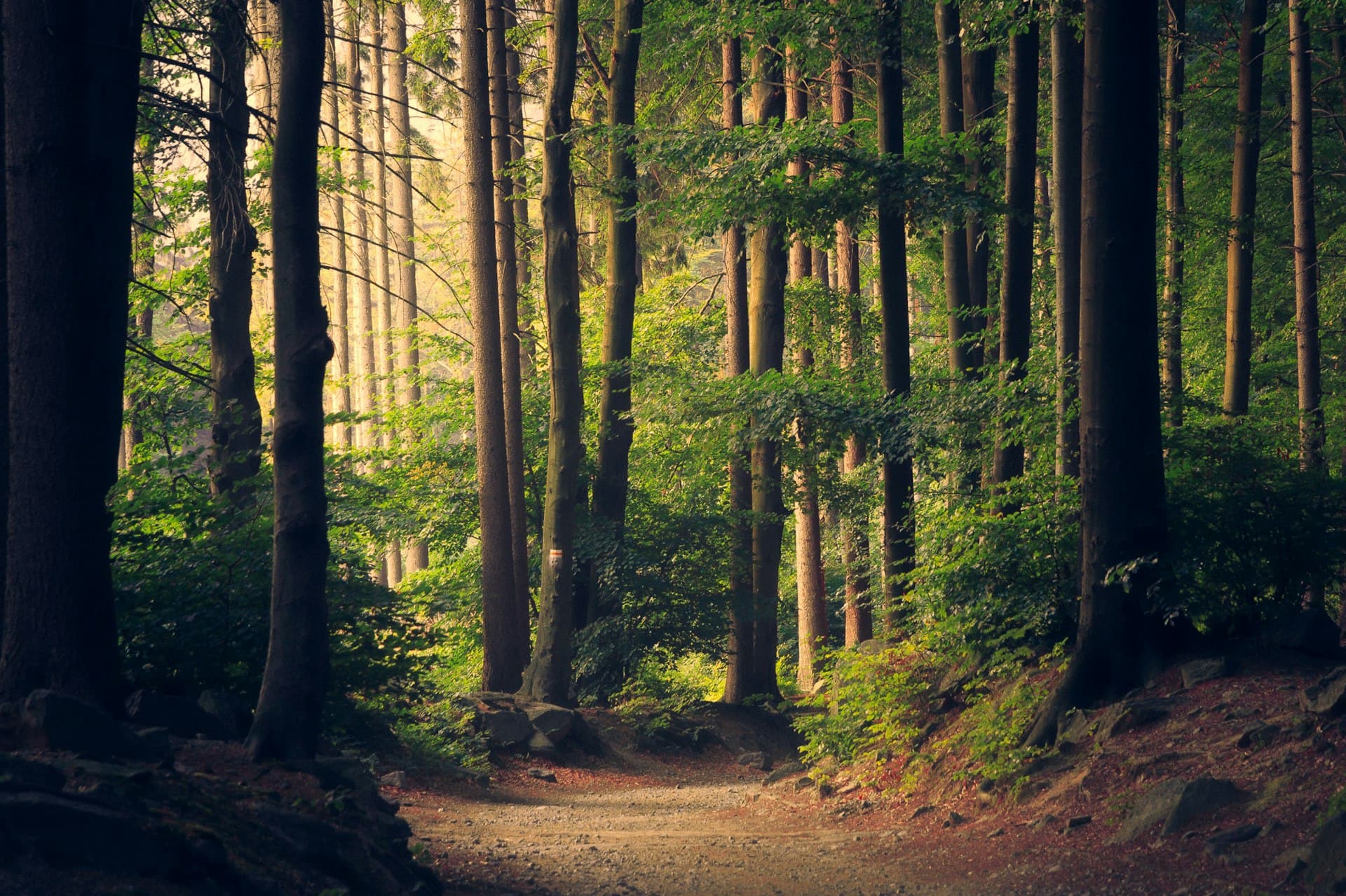 Forest canopy