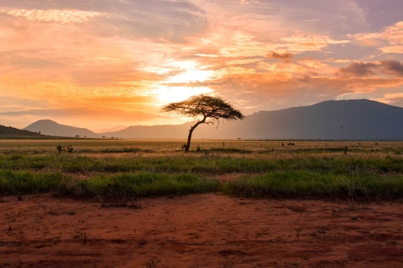 African wildlife